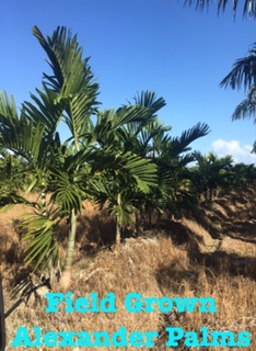 ptychosperma-elegans-alexander-palm-solitaire-palm