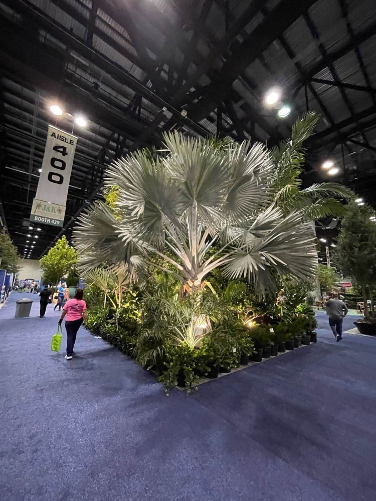 ptychosperma-elegans-alexander-palm-solitaire-palm