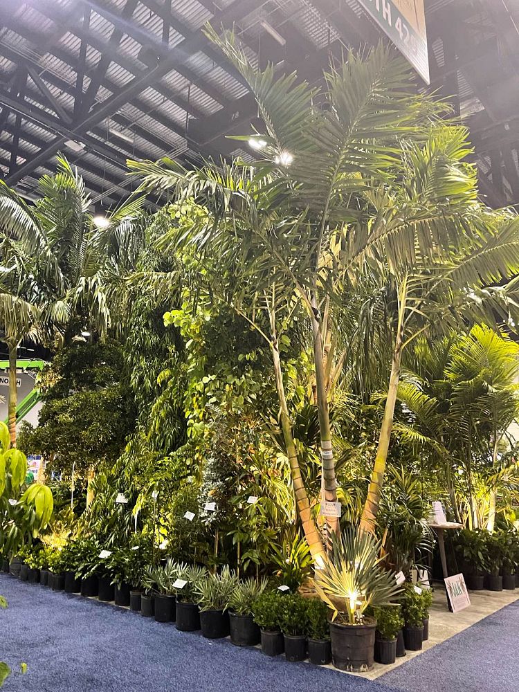 ptychosperma-elegans-alexander-palm-solitaire-palm