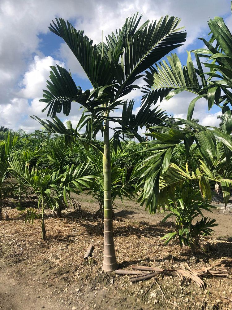 ptychosperma-elegans-alexander-palm-solitaire-palm