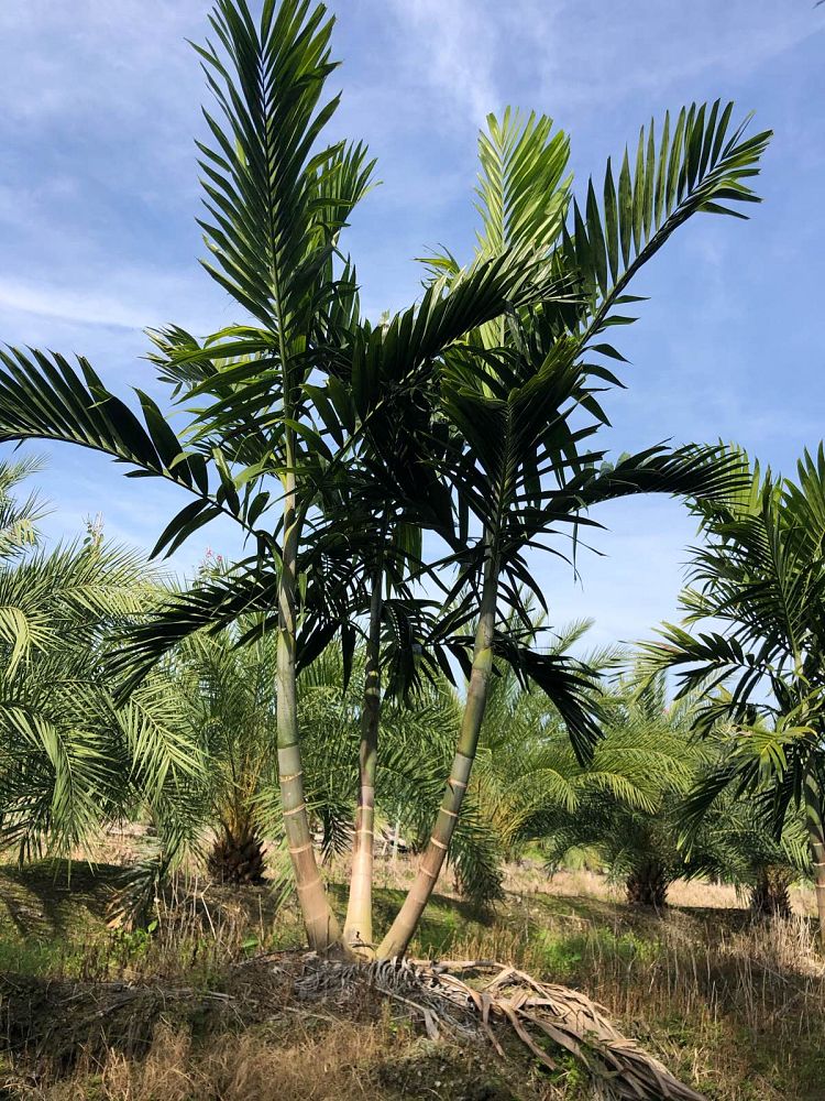 ptychosperma-elegans-alexander-palm-solitaire-palm