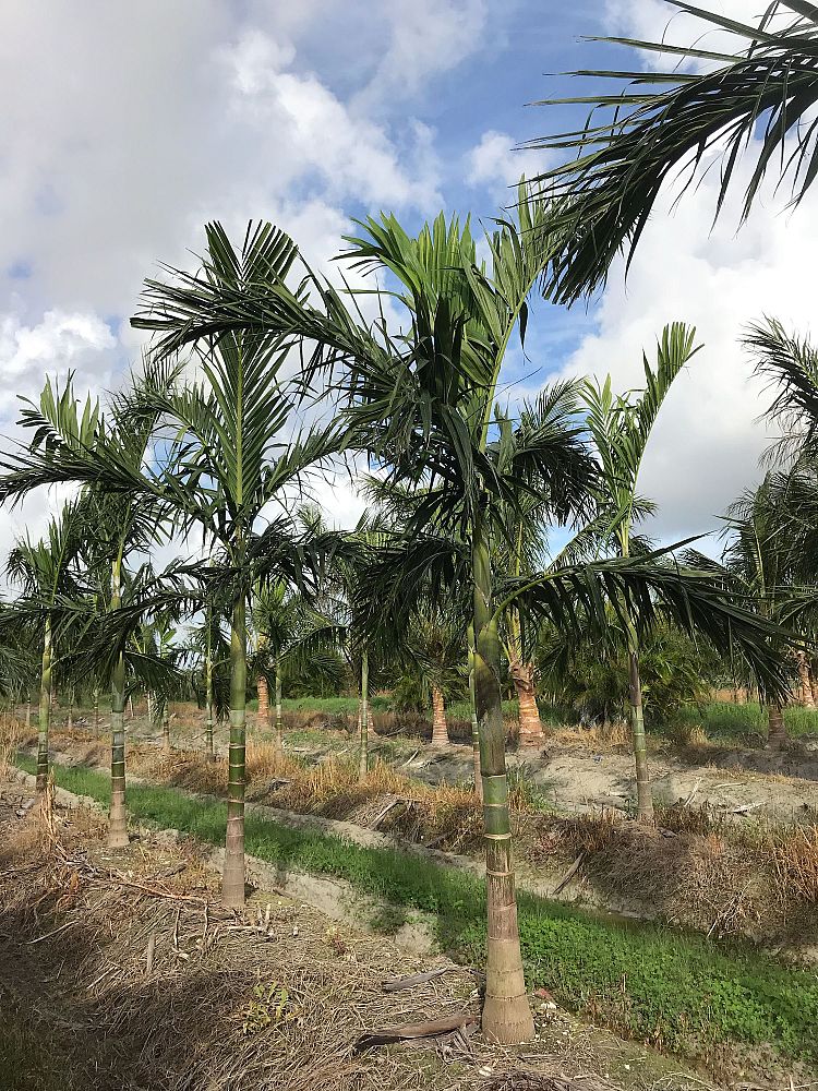ptychosperma-elegans-alexander-palm-solitaire-palm