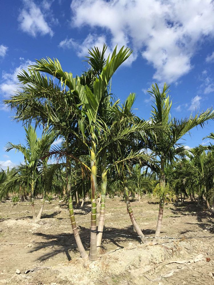 ptychosperma-elegans-alexander-palm-solitaire-palm