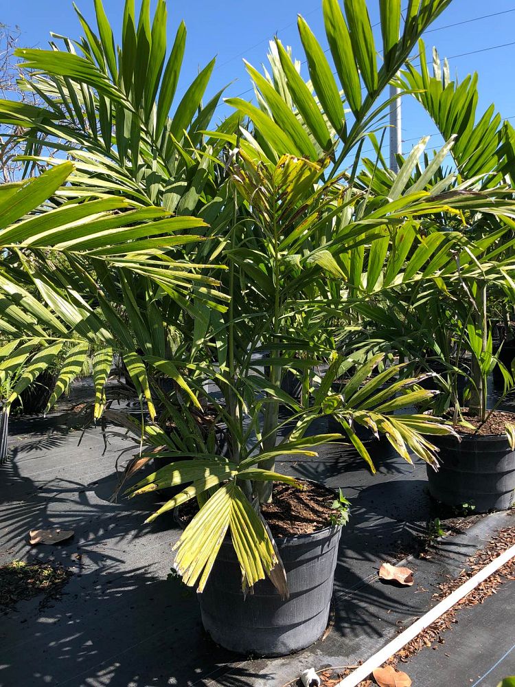 ptychosperma-elegans-alexander-palm-solitaire-palm