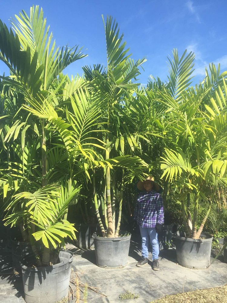 ptychosperma-elegans-alexander-palm-solitaire-palm