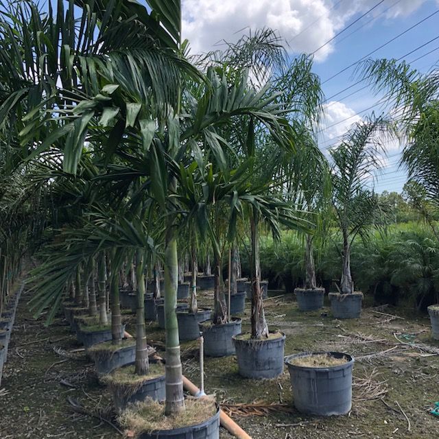 ptychosperma-elegans-alexander-palm-solitaire-palm