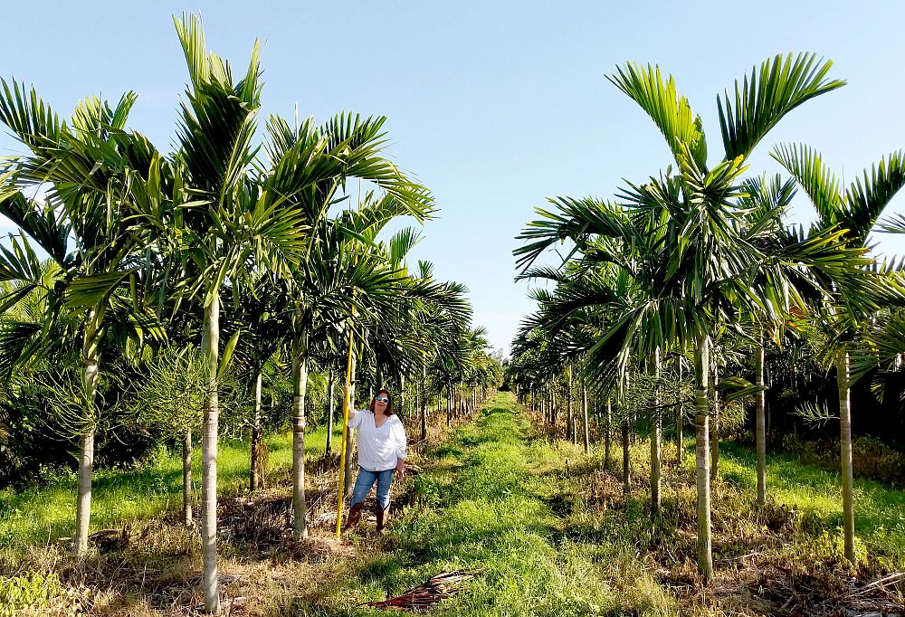 ptychosperma-elegans-alexander-palm-solitaire-palm
