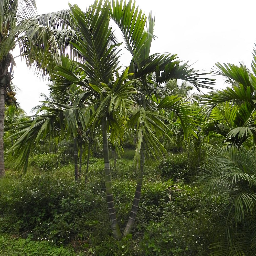 ptychosperma-elegans-alexander-palm-solitaire-palm