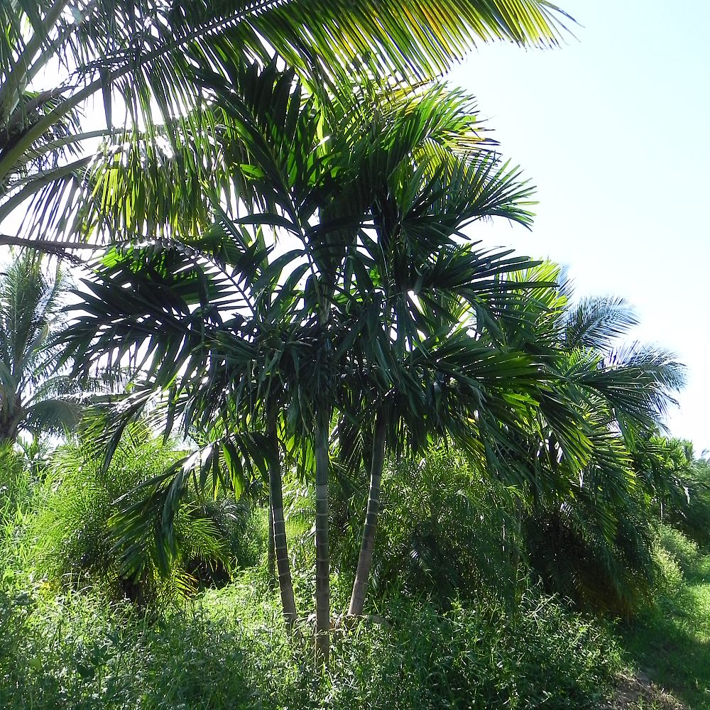 ptychosperma-elegans-alexander-palm-solitaire-palm