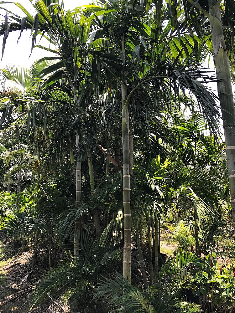 ptychosperma-elegans-alexander-palm-solitaire-palm