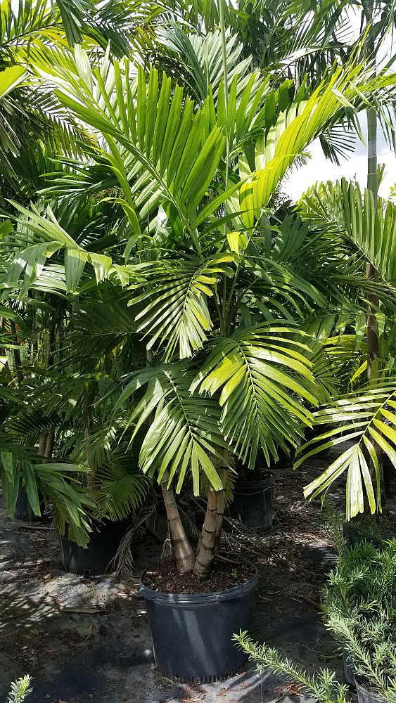 ptychosperma-elegans-alexander-palm-solitaire-palm
