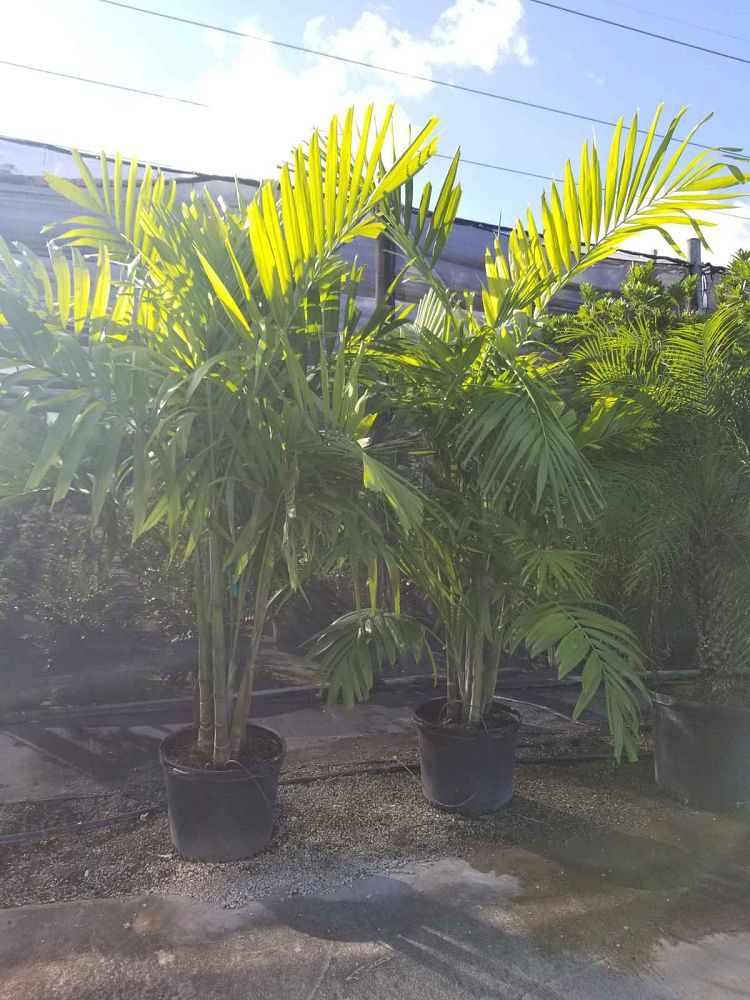 ptychosperma-elegans-alexander-palm-solitaire-palm