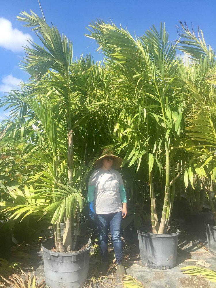 ptychosperma-elegans-alexander-palm-solitaire-palm