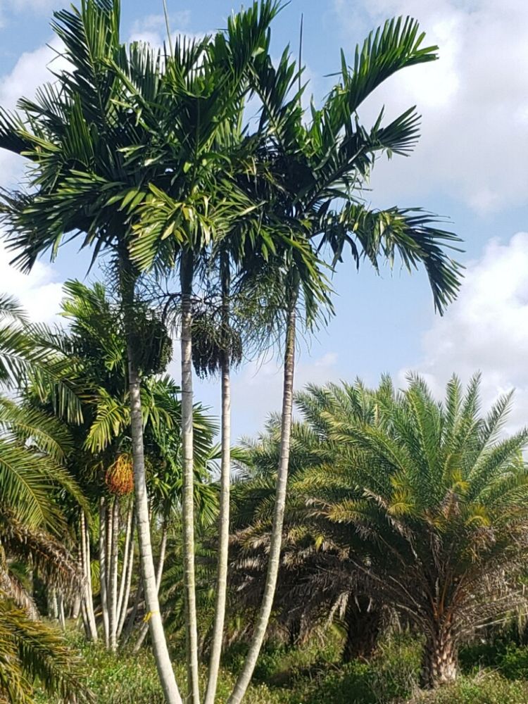 Florida Wholesale Materials | plantANT.com