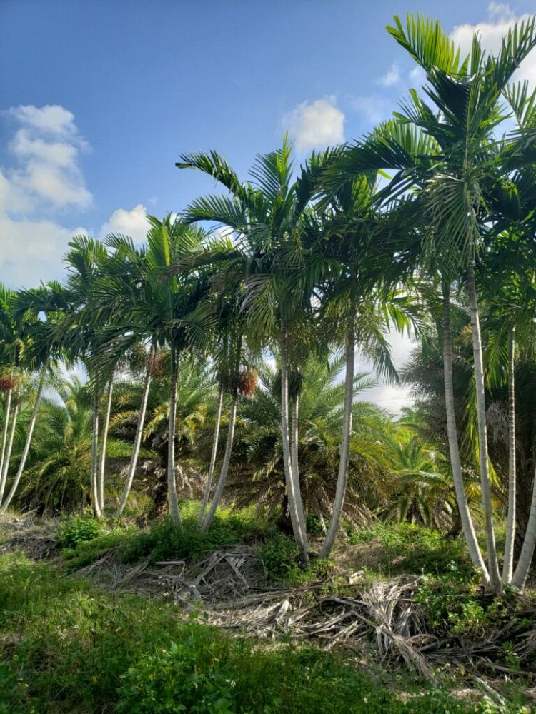 ptychosperma-elegans-alexander-palm-solitaire-palm
