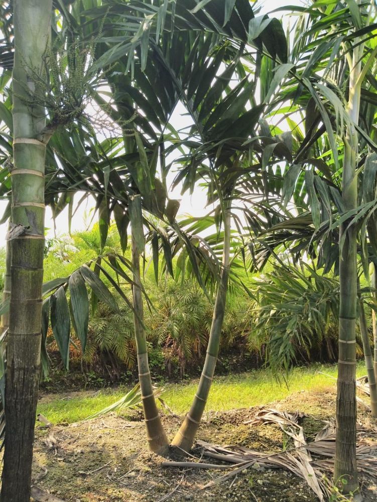 ptychosperma-elegans-alexander-palm-solitaire-palm