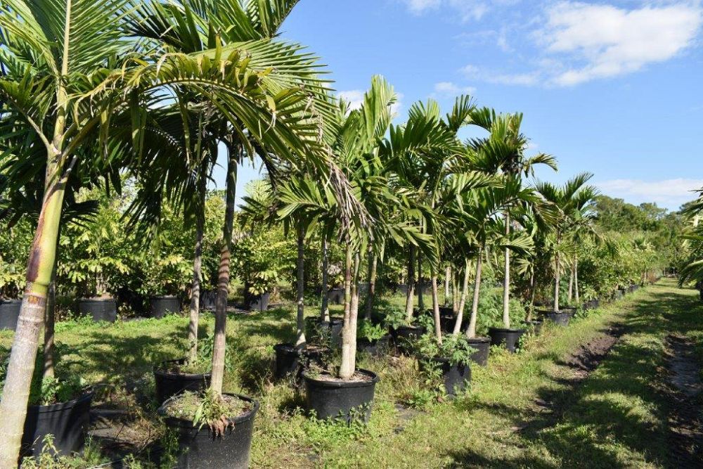 ptychosperma-elegans-alexander-palm-solitaire-palm