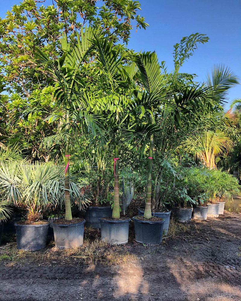 ptychosperma-elegans-alexander-palm-solitaire-palm