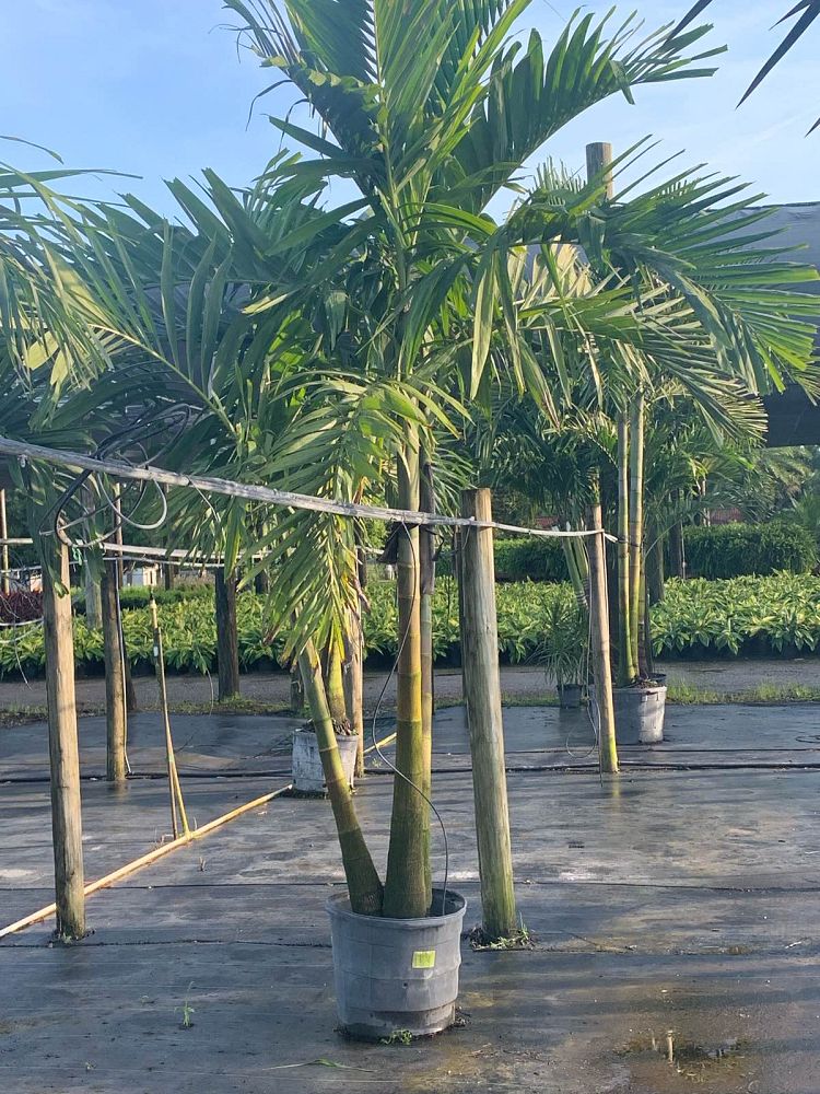 ptychosperma-elegans-alexander-palm-solitaire-palm