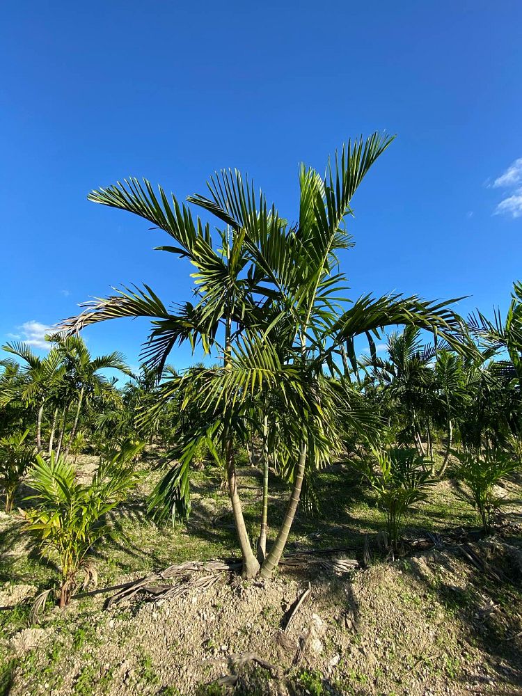 ptychosperma-elegans-alexander-palm-solitaire-palm