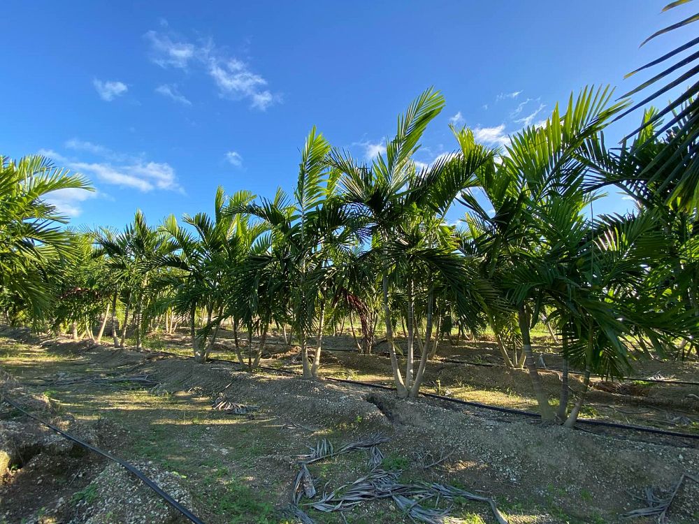 ptychosperma-elegans-alexander-palm-solitaire-palm