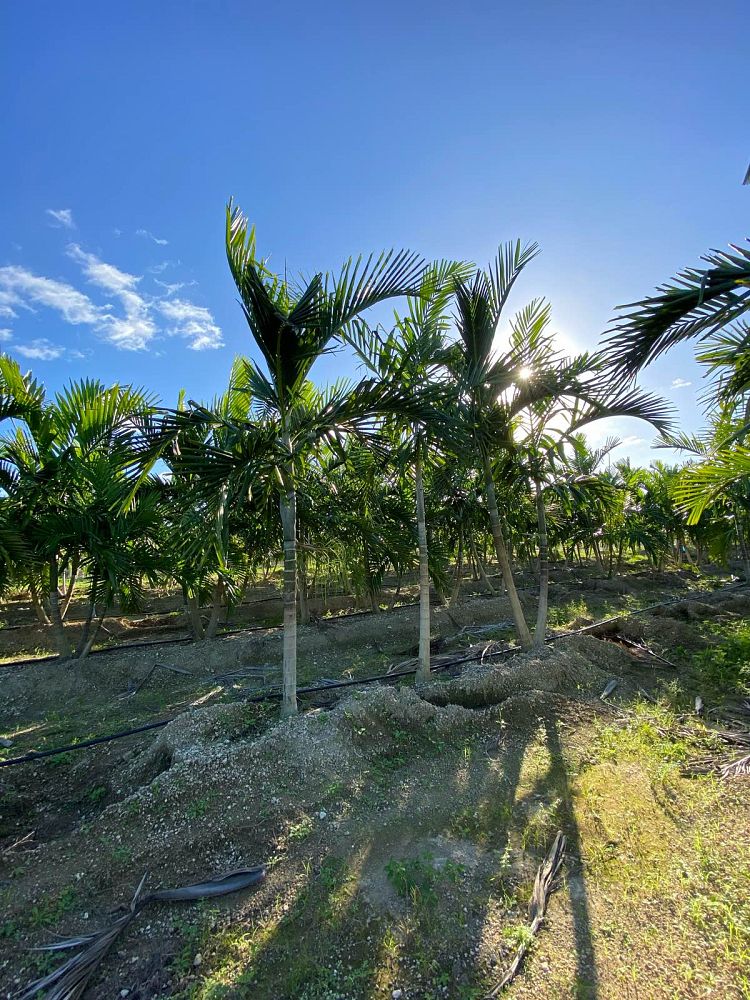 ptychosperma-elegans-alexander-palm-solitaire-palm