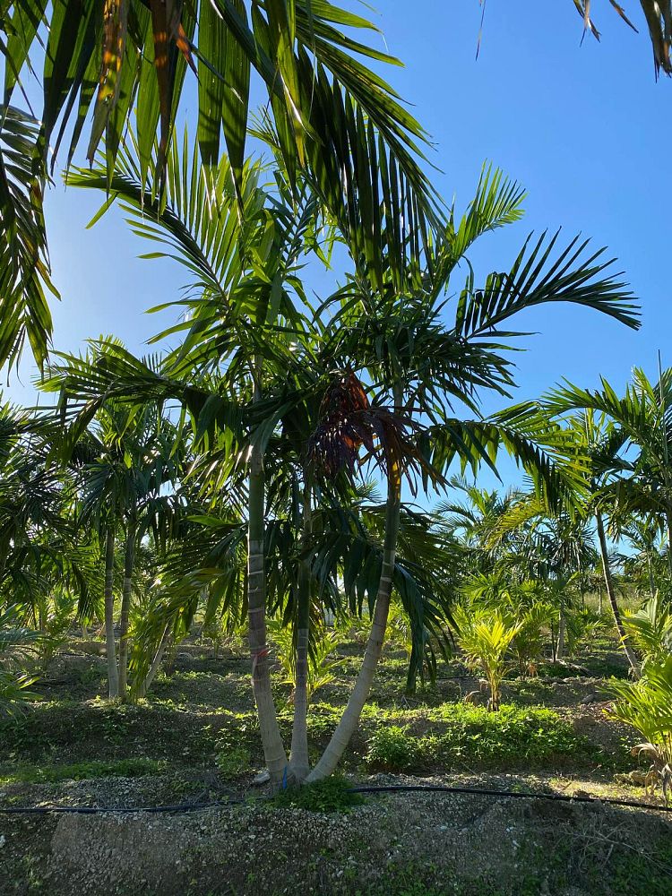 ptychosperma-elegans-alexander-palm-solitaire-palm