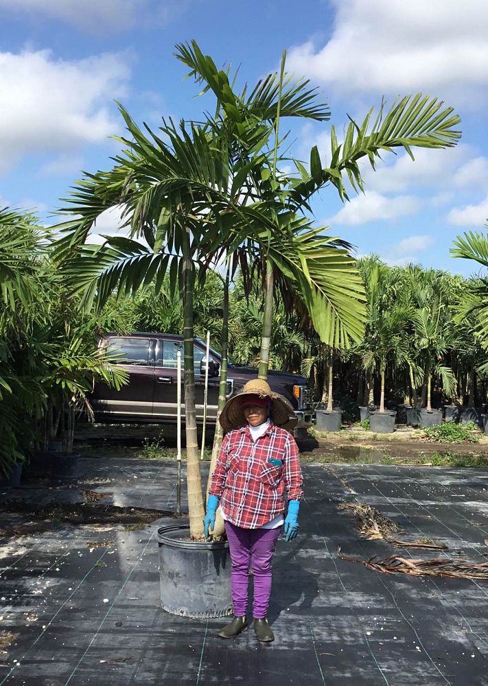 ptychosperma-elegans-alexander-palm-solitaire-palm