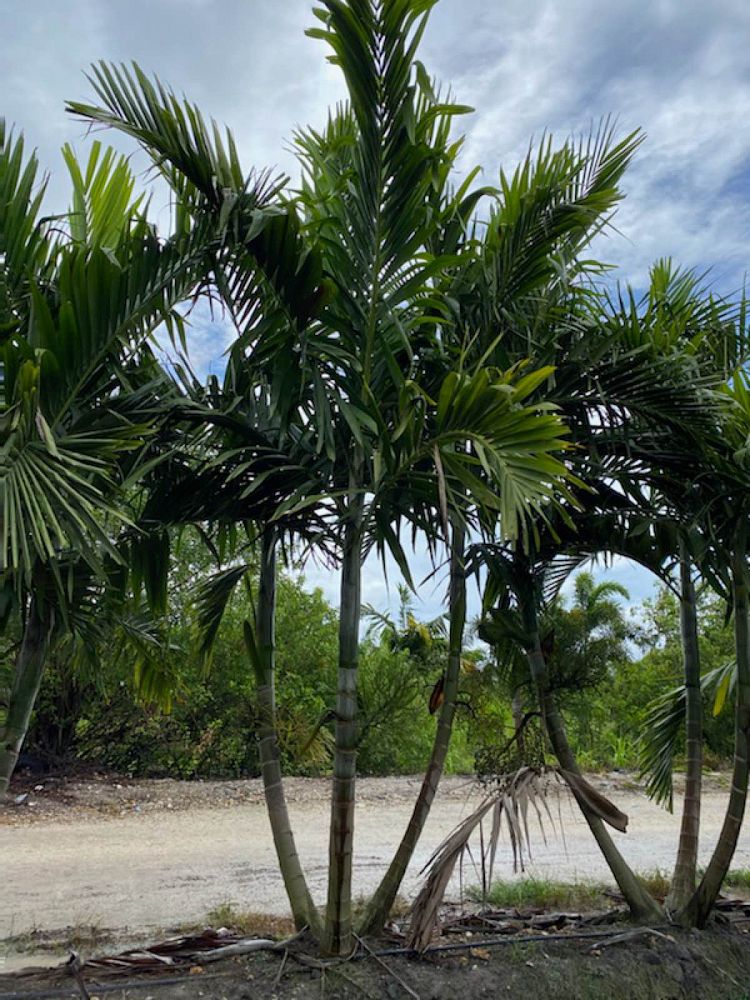 ptychosperma-elegans-alexander-palm-solitaire-palm