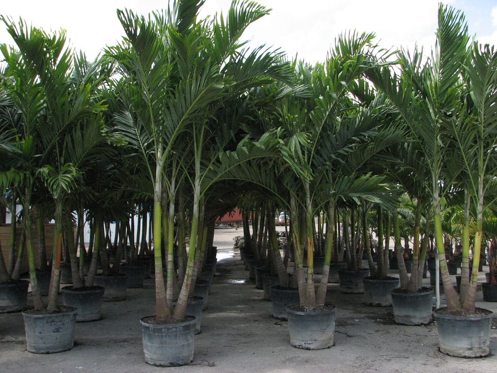 ptychosperma-elegans-alexander-palm-solitaire-palm