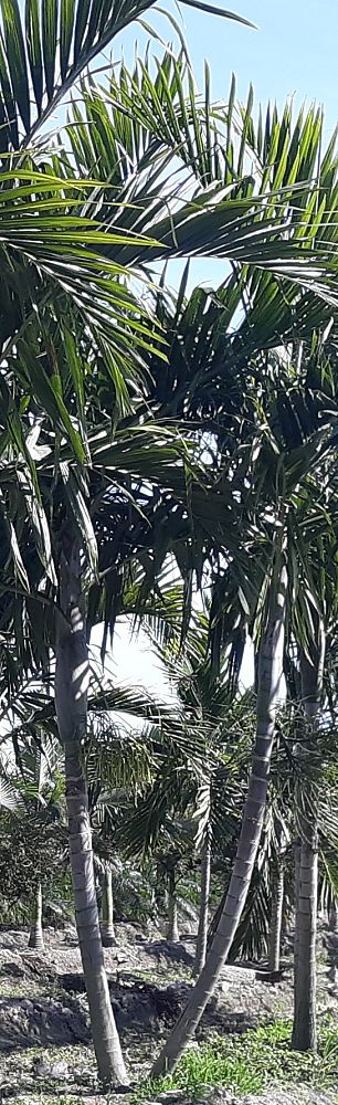 ptychosperma-elegans-alexander-palm-solitaire-palm