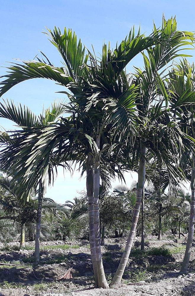 ptychosperma-elegans-alexander-palm-solitaire-palm