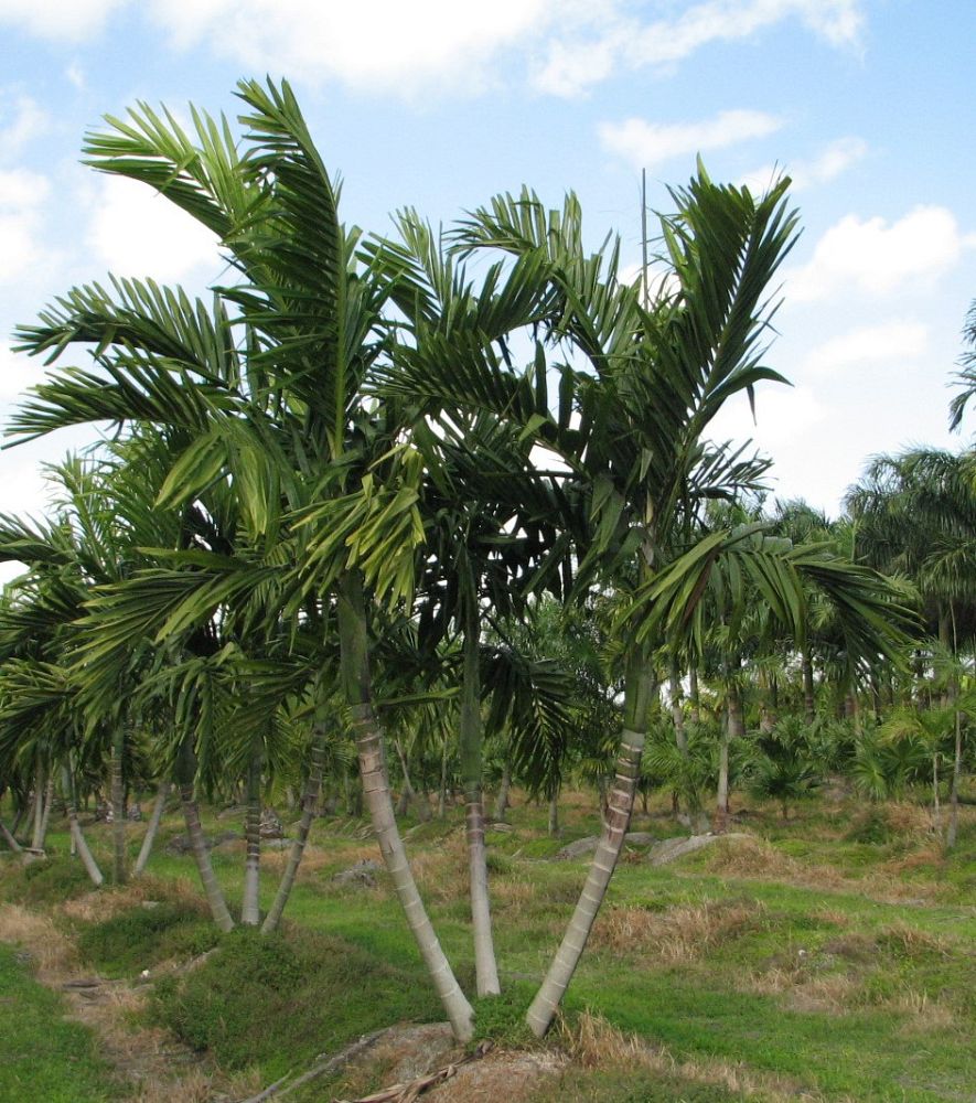 ptychosperma-elegans-alexander-palm-solitaire-palm