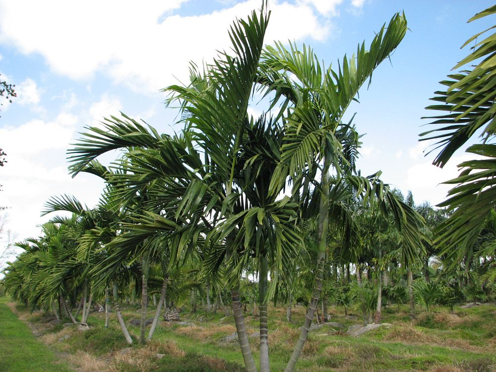 ptychosperma-elegans-alexander-palm-solitaire-palm