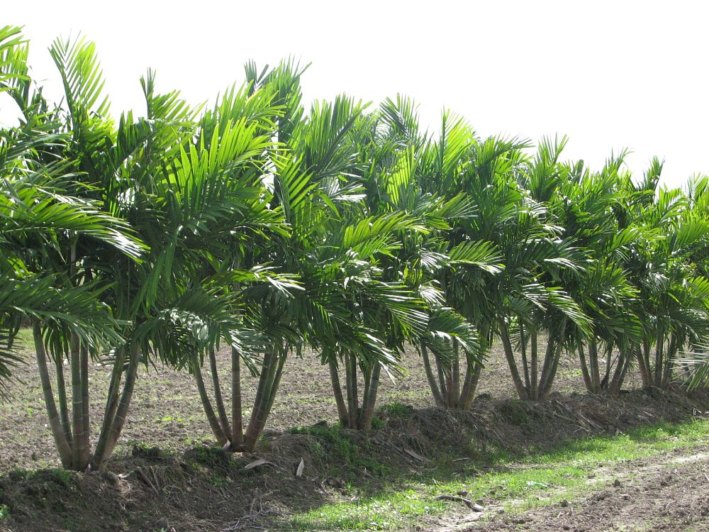 ptychosperma-elegans-alexander-palm-solitaire-palm