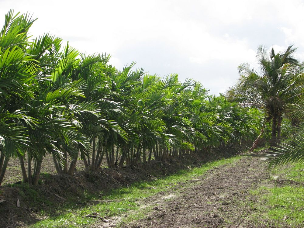 ptychosperma-elegans-alexander-palm-solitaire-palm