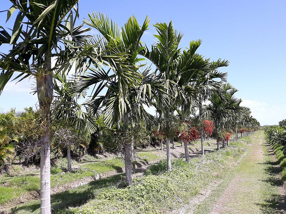 ptychosperma-elegans-alexander-palm-solitaire-palm
