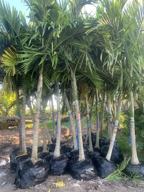 ptychosperma-elegans-alexander-palm-solitaire-palm