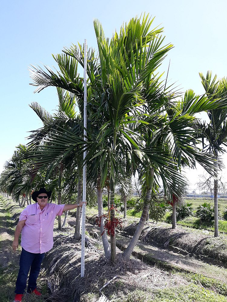 ptychosperma-elegans-alexander-palm-solitaire-palm