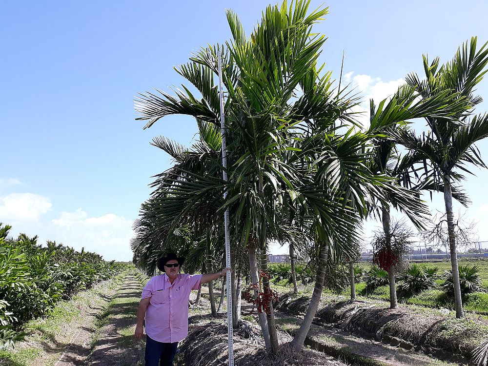 ptychosperma-elegans-alexander-palm-solitaire-palm