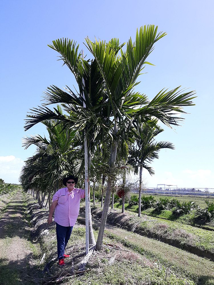 ptychosperma-elegans-alexander-palm-solitaire-palm