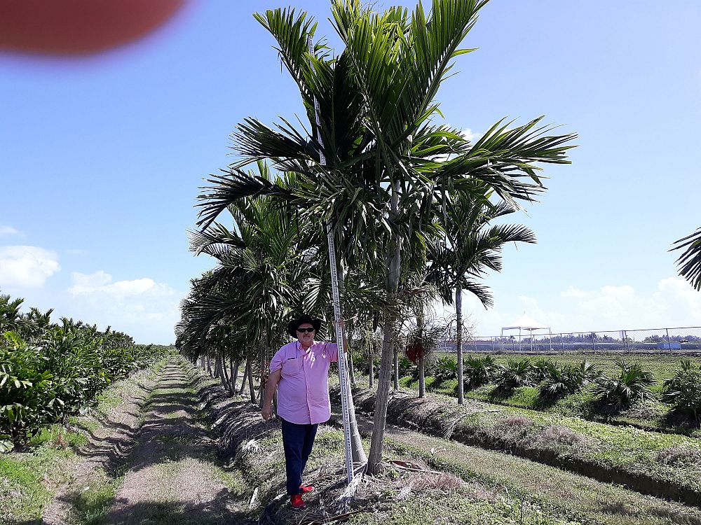 ptychosperma-elegans-alexander-palm-solitaire-palm