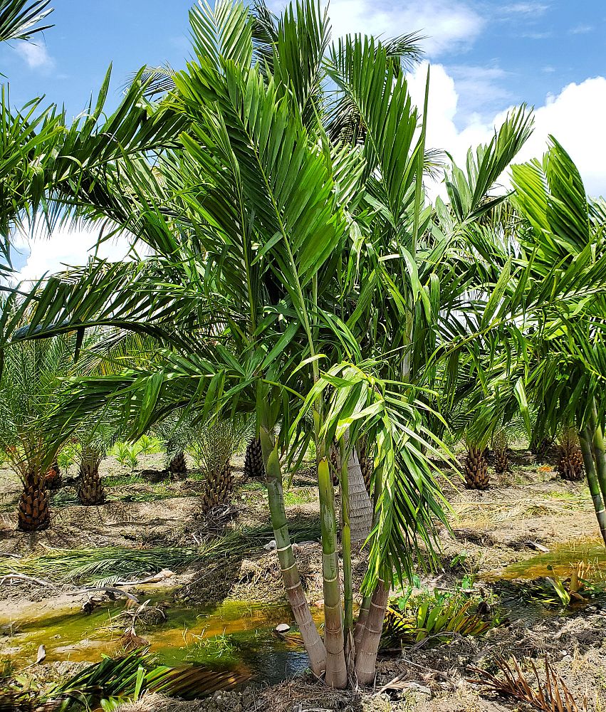 ptychosperma-elegans-alexander-palm-solitaire-palm