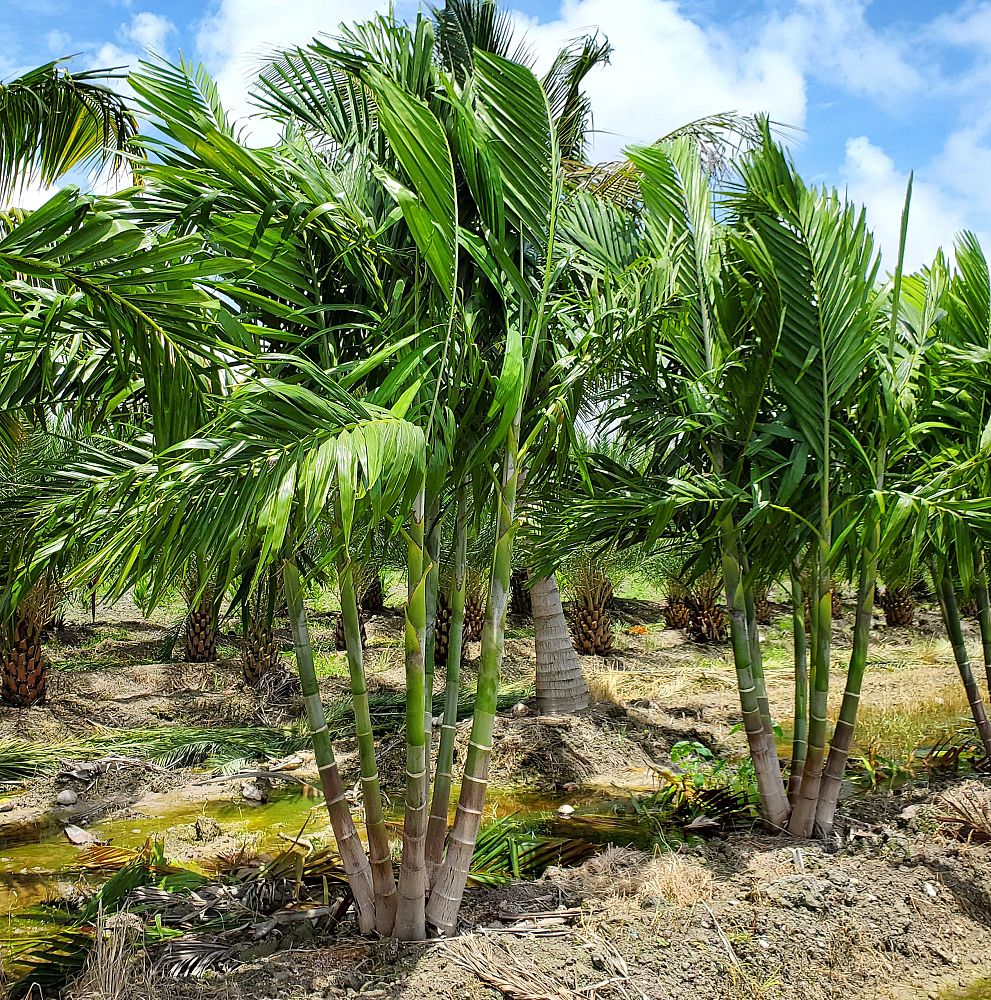ptychosperma-elegans-alexander-palm-solitaire-palm