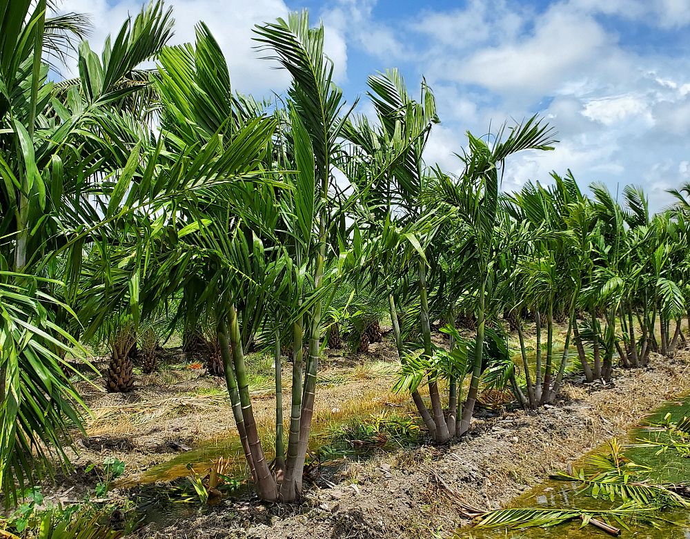 ptychosperma-elegans-alexander-palm-solitaire-palm