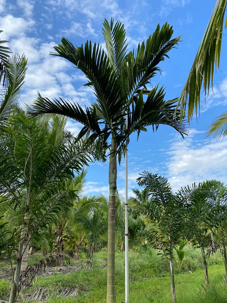ptychosperma-elegans-alexander-palm-solitaire-palm