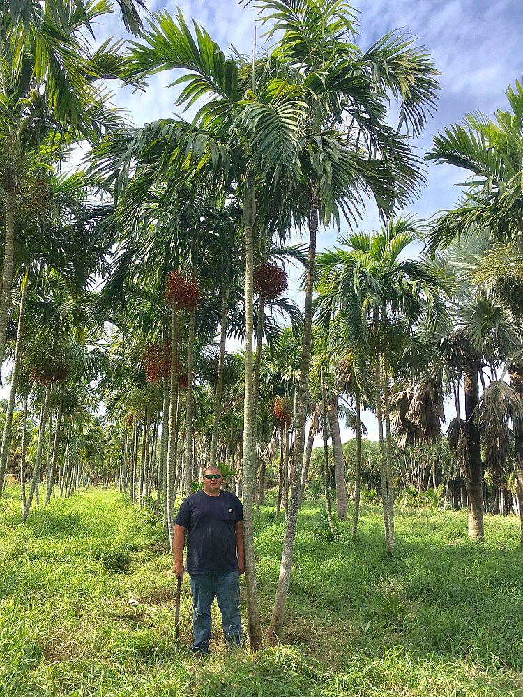 ptychosperma-elegans-alexander-palm-solitaire-palm