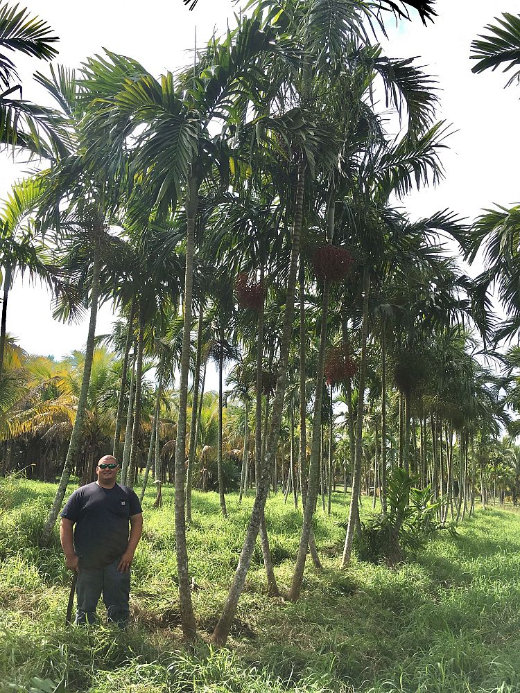ptychosperma-elegans-alexander-palm-solitaire-palm