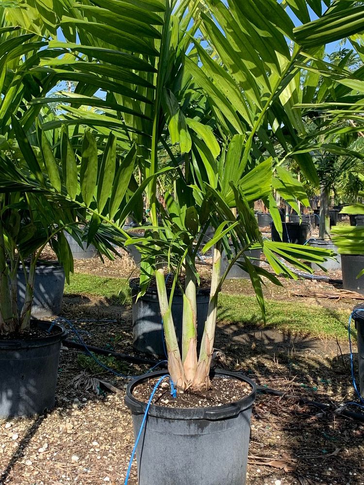 ptychosperma-elegans-alexander-palm-solitaire-palm