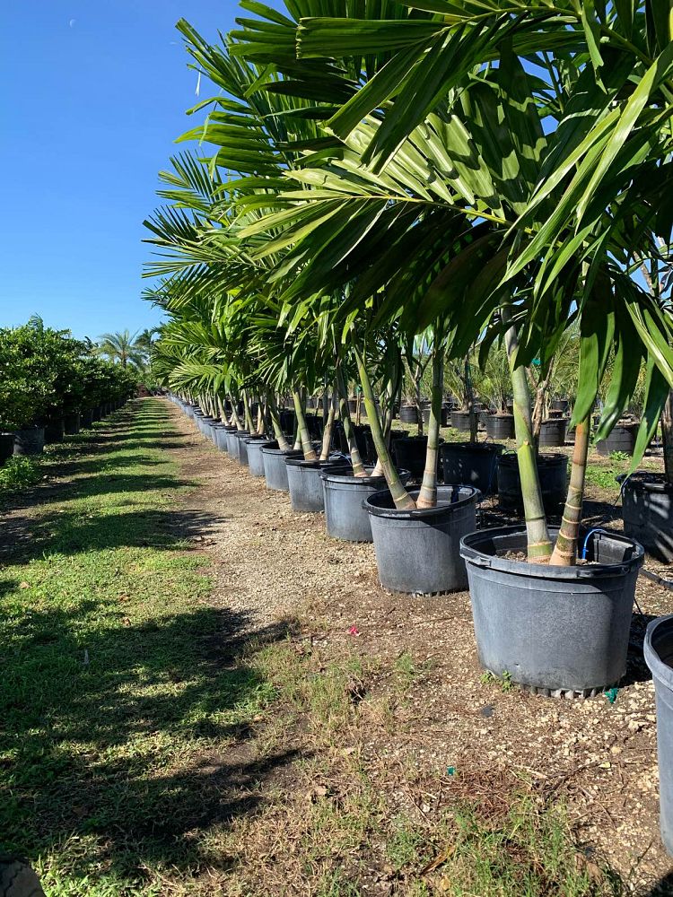 ptychosperma-elegans-alexander-palm-solitaire-palm